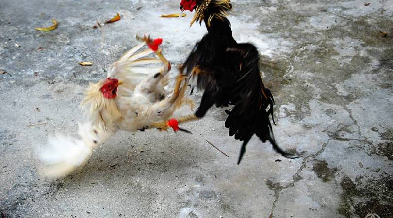 Apa Yang Harus Dipersiapkan Saat Berjudi Sabung Ayam