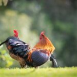 Cara Main Game Taruhan Sabung Ayam Online dengan Benar