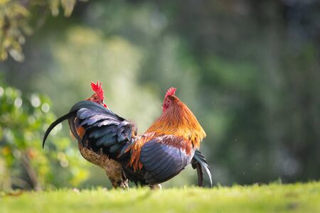Cara Main Game Taruhan Sabung Ayam Online dengan Benar
