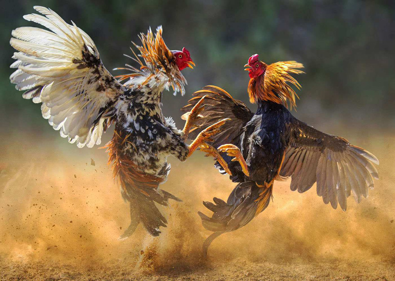 Kenapa Berjudi Sabung Ayam Di Tahun 2022 Ini